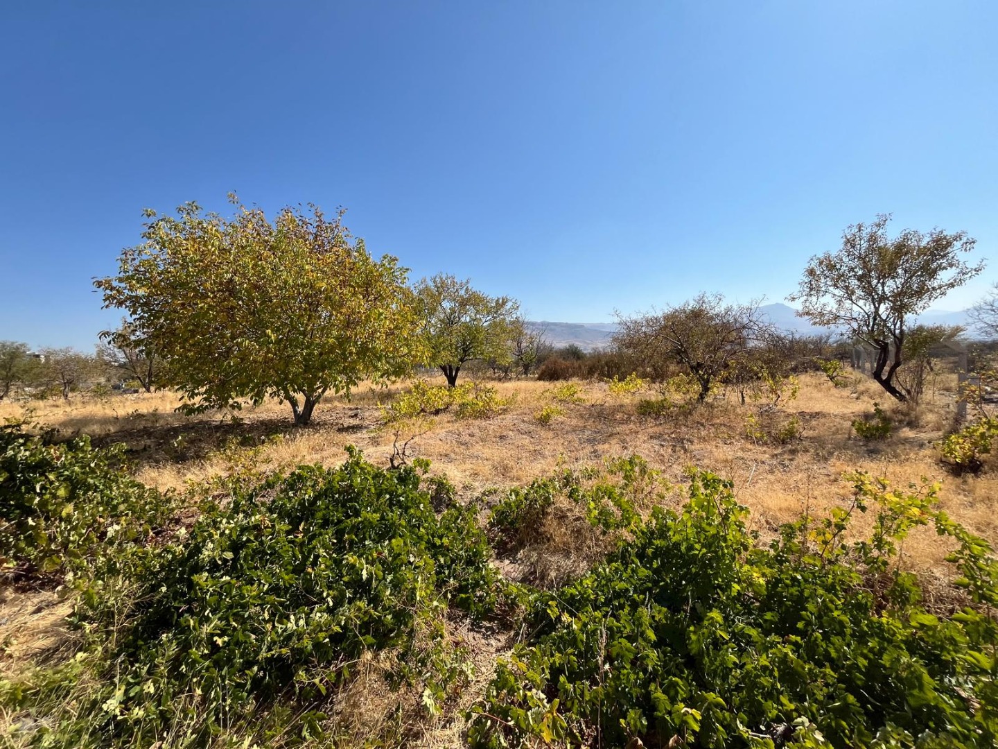KAYSERİ DEVELİ CAMİİCEDİT MAHALLESİ ÇAKILARASI MEVKİİNDE SATILIK BAĞ